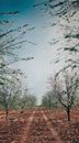 Unpaved Pathway on Brown Sand Between Trees Under Blue Sky