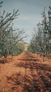 Dirt path through almond trees in bloom, showcasing a tranquil orchard scene.