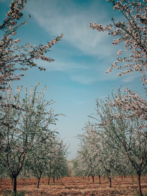 Free Blue Sky over an Orchard Stock Photo