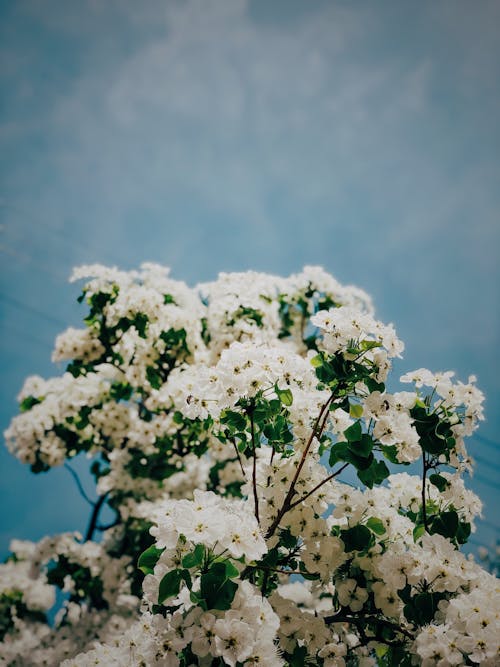 Fotobanka s bezplatnými fotkami na tému biele kvety, čerešňový kvet, flóra