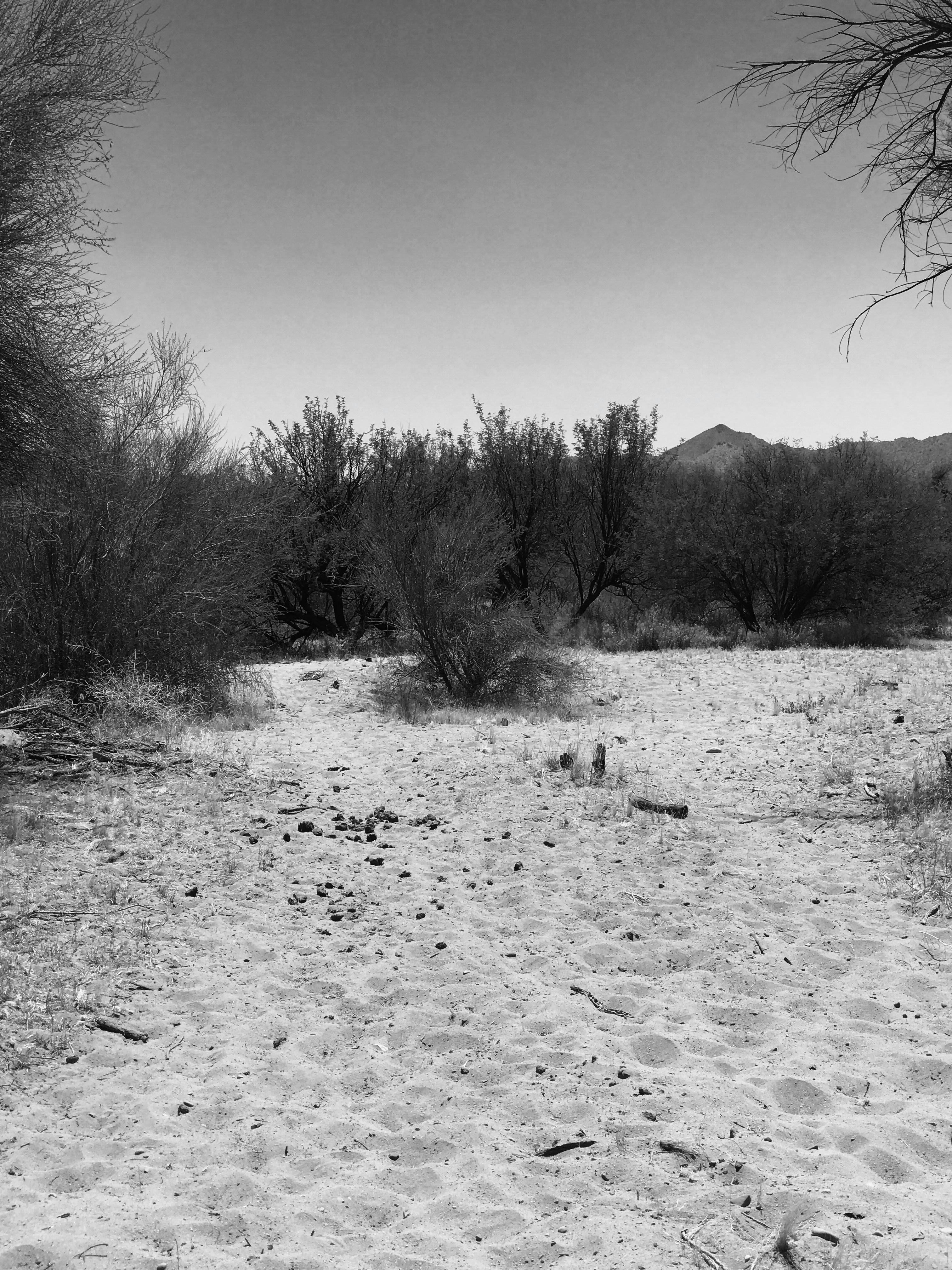 Free stock photo of black and white, desert, sand dune