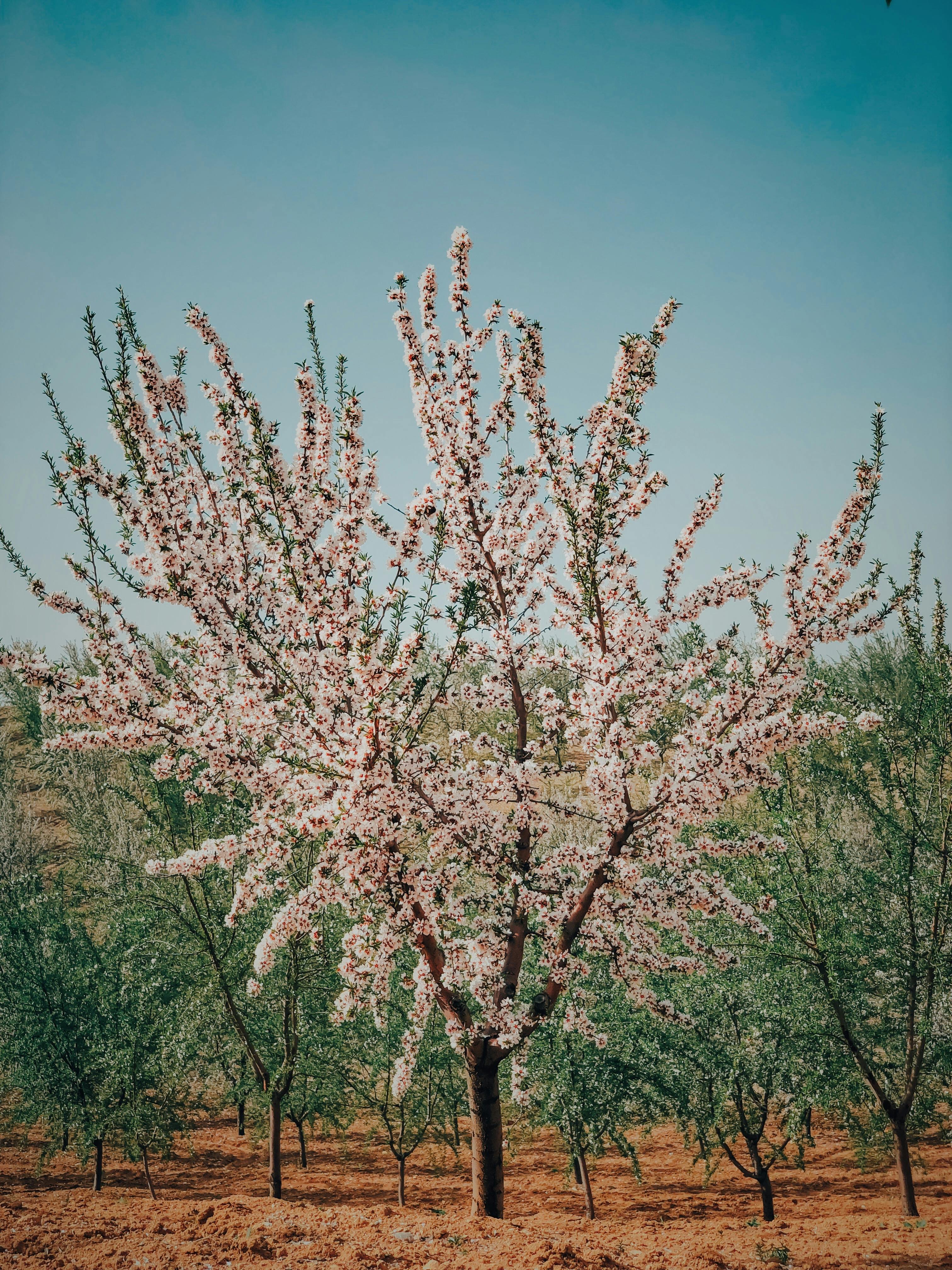 Cherry Blossom Tree Near Green Trees · Free Stock Photo