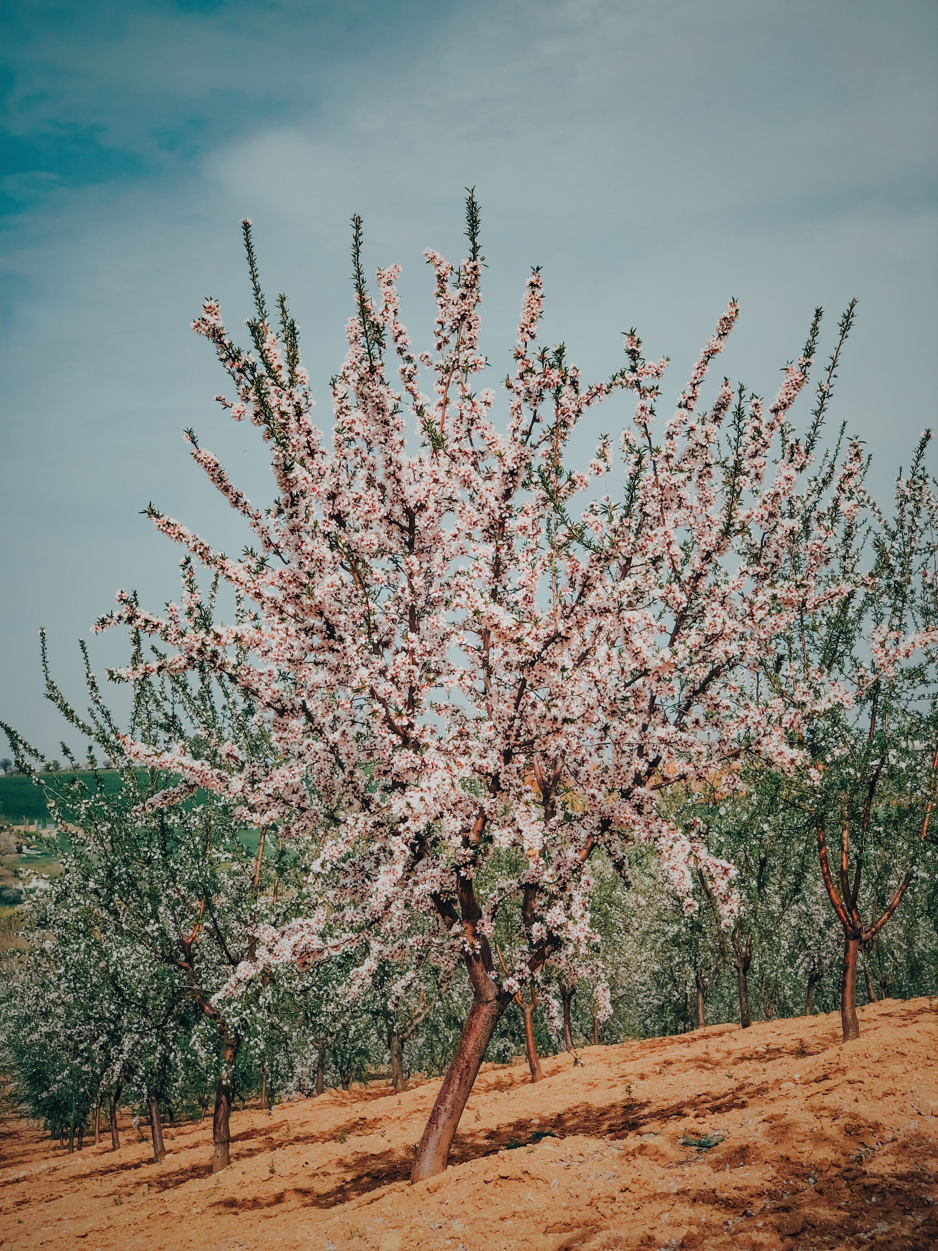 A beautiful cherry blossom tree in full bloom in a serene orchard landscape.