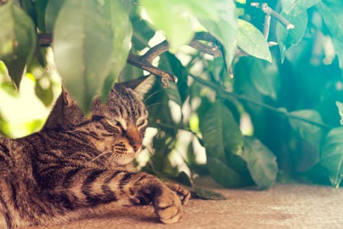 Základová fotografie zdarma na téma kočka, kočky, příroda
