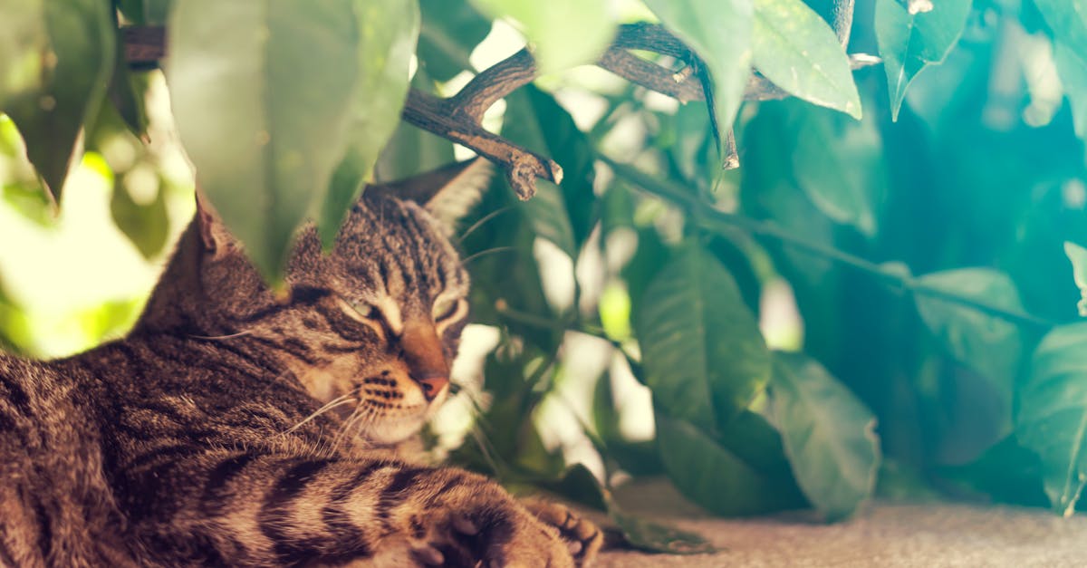 Free stock photo of cat, cats, leaf