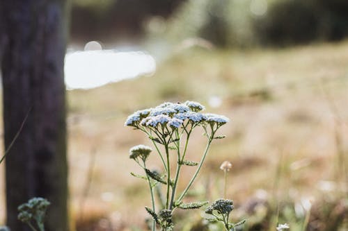 Flachfokus Fotografie Von Weißen Blumen