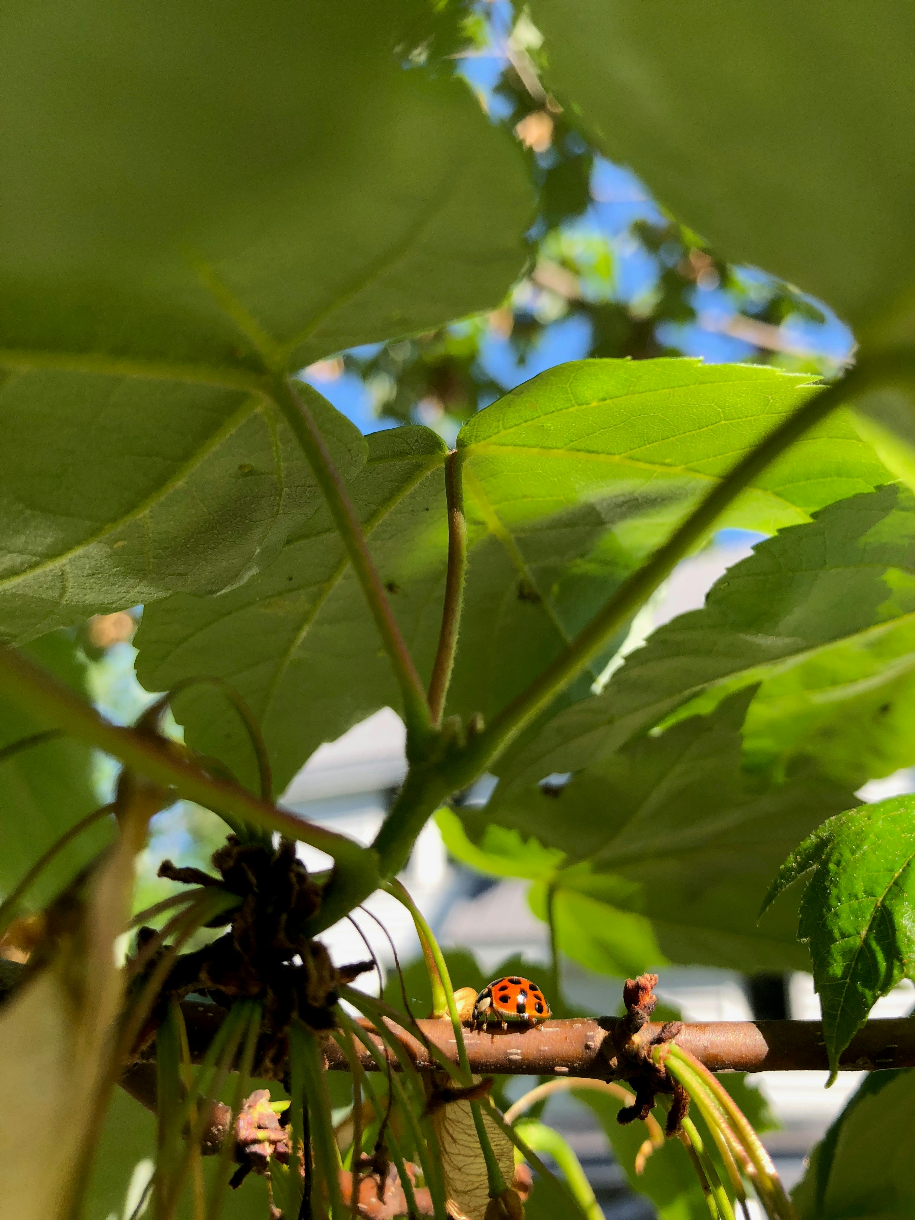 Free stock photo of ladybug, maple leaf, maple tree