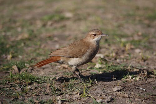 Brown Bird on Grass