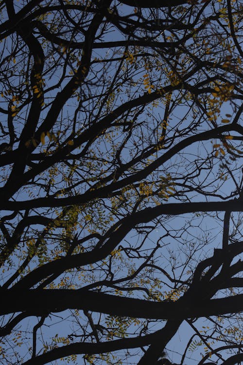 Foto stok gratis bayangan hitam, bidikan sudut sempit, cabang