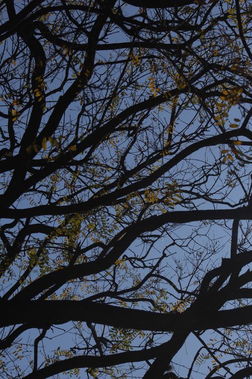 Free Silhouette of intertwined tree branches with a clear blue sky backdrop. Stock Photo
