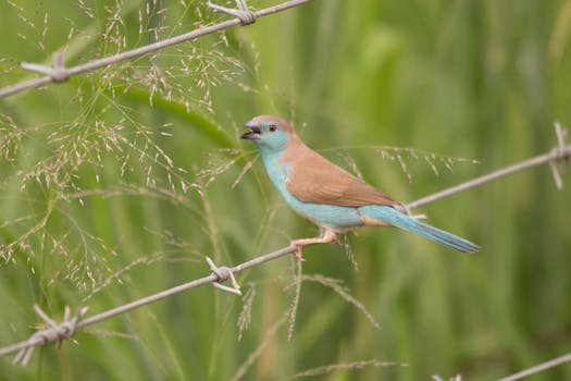 Red cheeked cordon bleu finch perched on barbed wire with a blurred natural background.