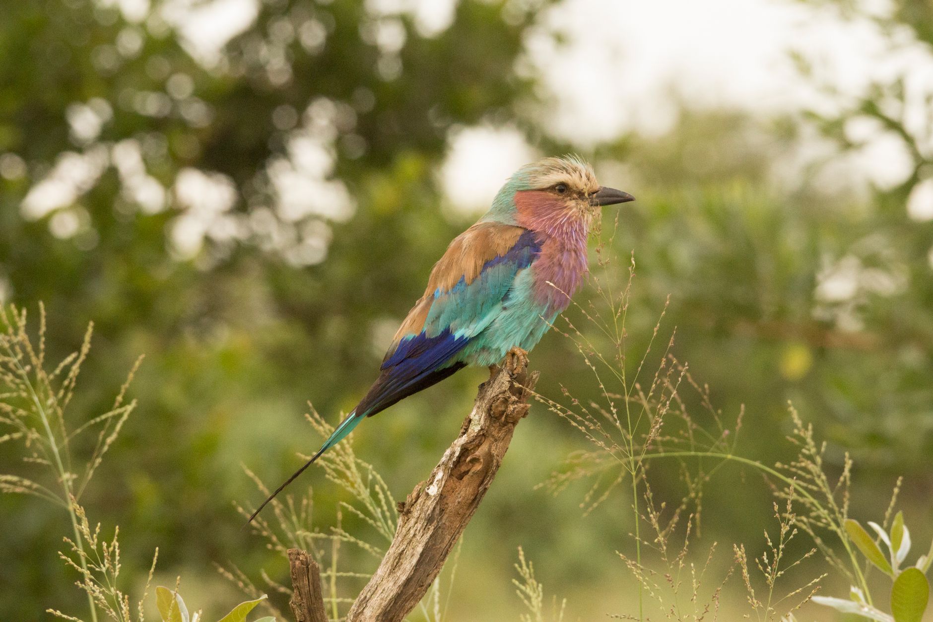 Colorful lilac-breasted roller bird with vibrant plumage perched on a branch in nature.