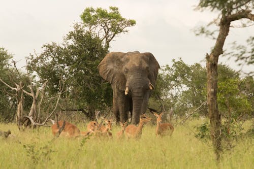 afrika fili, ağaçlar, çimenlik içeren Ücretsiz stok fotoğraf