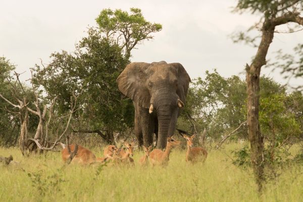 ALL-INCLUSIVE BALULE PRIVATE RESERVE SAFARI - Transfers