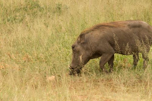 Free A lone warthog grazing in a field, showcasing the natural wildlife habitat. Stock Photo