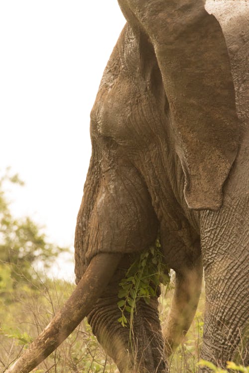 Photo of an African Elephant Eating