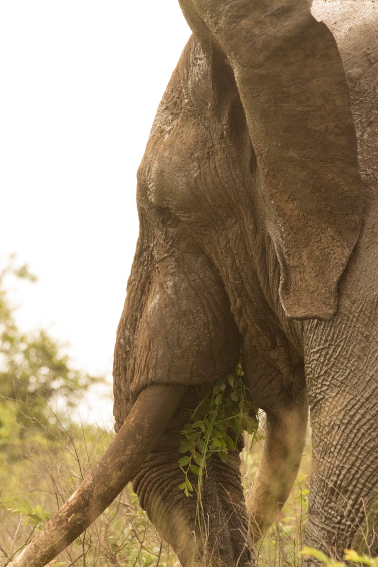 Photo Of An African Elephant Eating