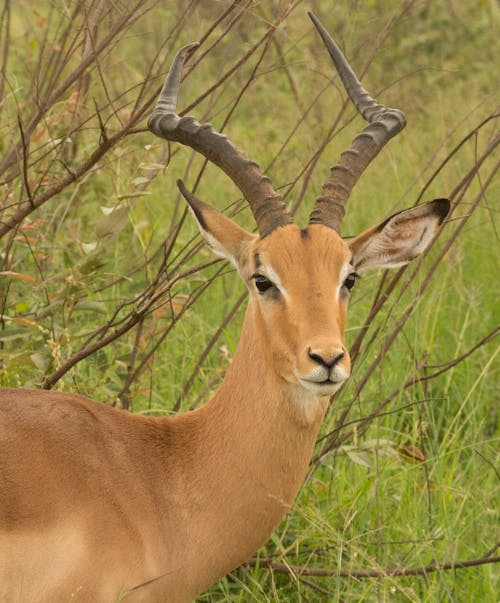 Close-up of Impala on Grass 