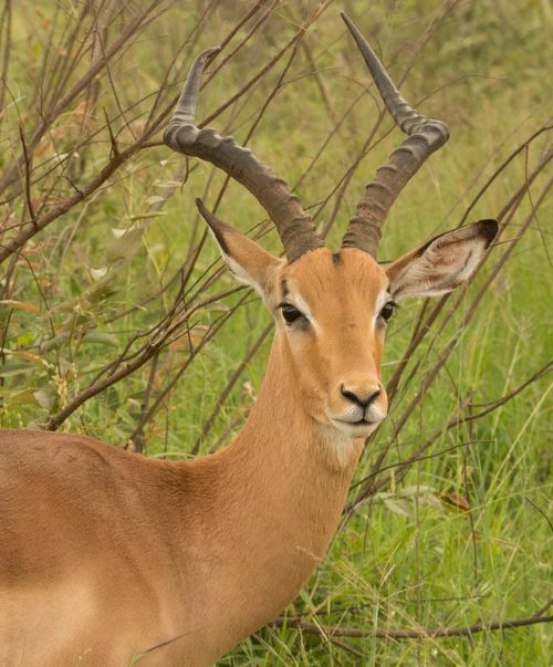 Free Close-up of a graceful impala in its natural habitat, showcasing its striking horns. Stock Photo