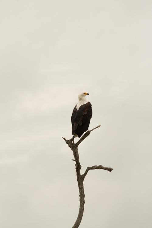 Immagine gratuita di appollaiato, aquila, aquila calva