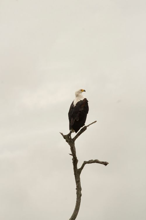 Free A majestic bald eagle perched atop a barren tree branch against a muted sky. Stock Photo
