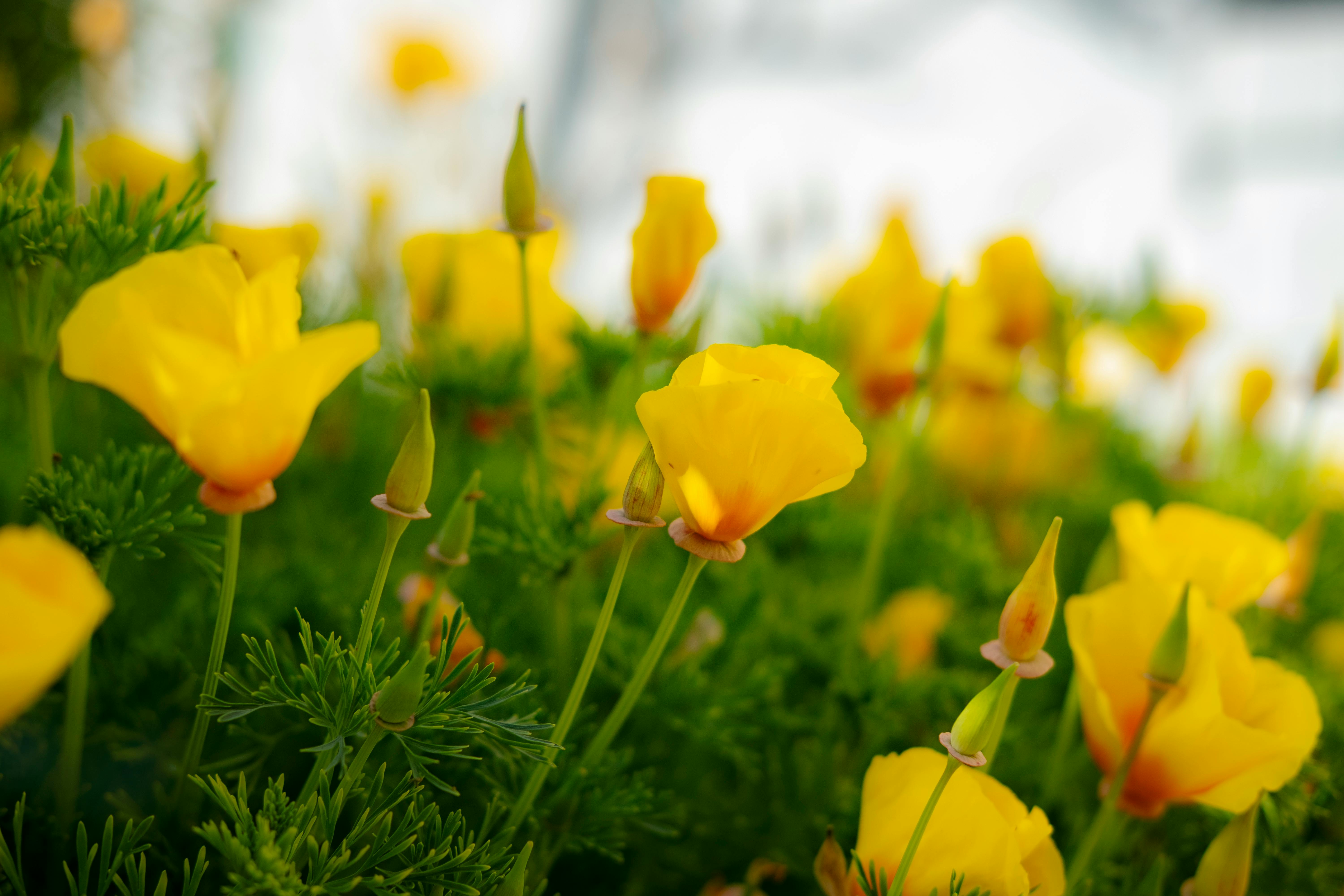 California Poppy Wallpapers  Top Free California Poppy Backgrounds   WallpaperAccess