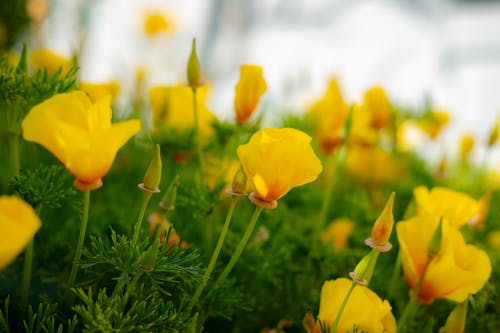 Immagine gratuita di avvicinamento, boccioli di fiori, fiori gialli
