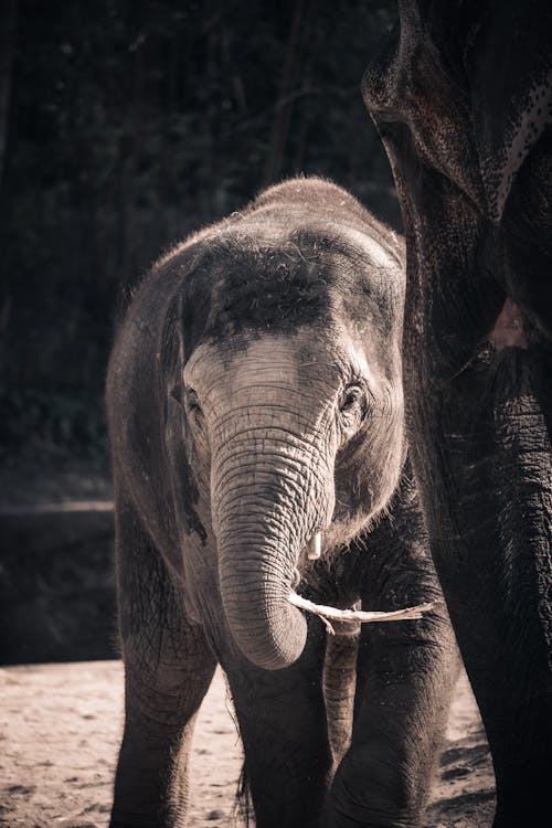 Close Up Photo of an Elephant