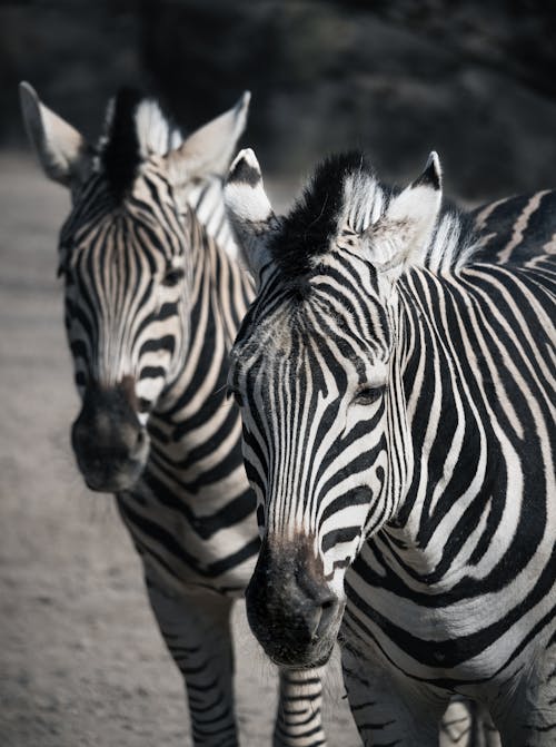 Free Zebras Standing Beside Each Other  Stock Photo