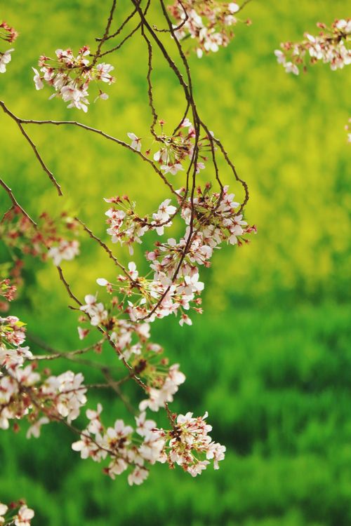 10,000 以上の無料山桜画像