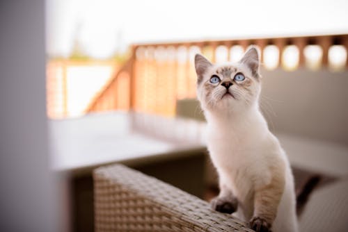 Free Close-up Photo of a Ragdoll Kitten Looking Up Stock Photo