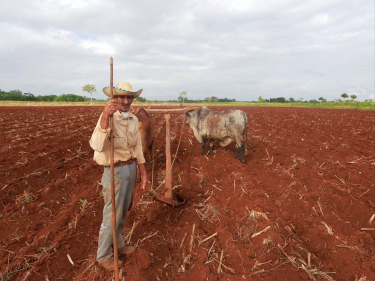 Farmer And Cow On Field