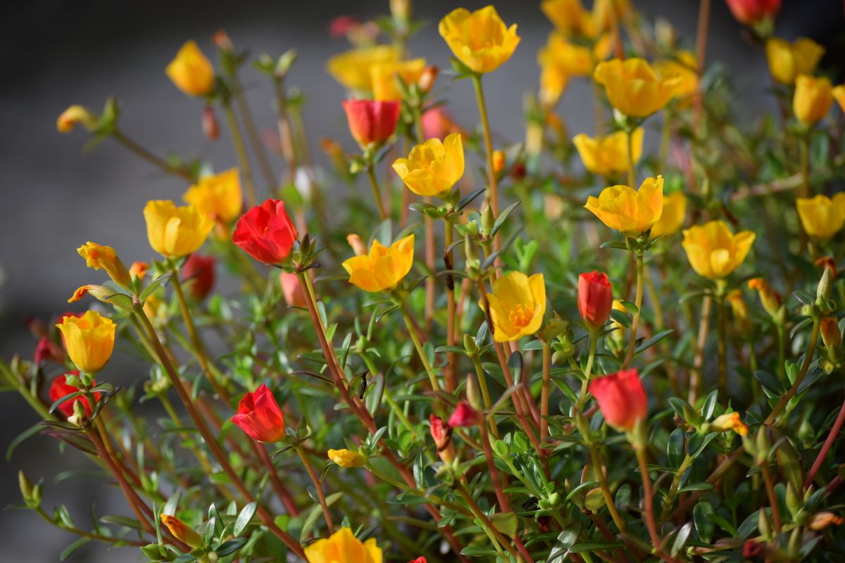 Onze-horas com flores amarelas e vermelhas abertas sobre folhas finas e carnudas