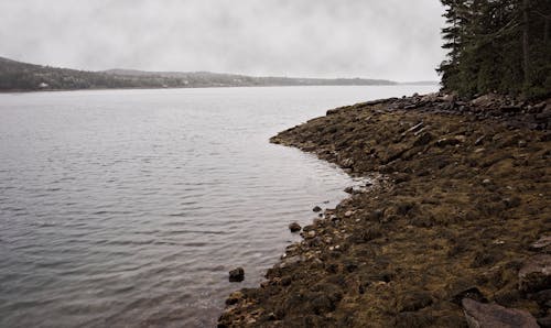 A Seaweed Shore on a Gray Lake