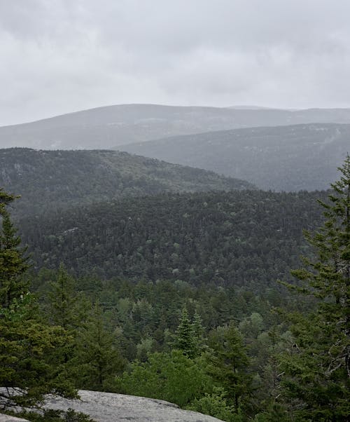 Scenic View of Trees on the Hills