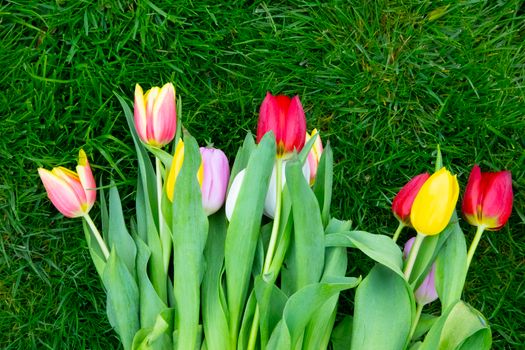 Bright tulips in various colors arranged on lush grass, showcasing spring's beauty.