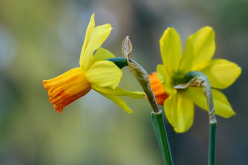 Základová fotografie zdarma na téma detail, flóra, jemný