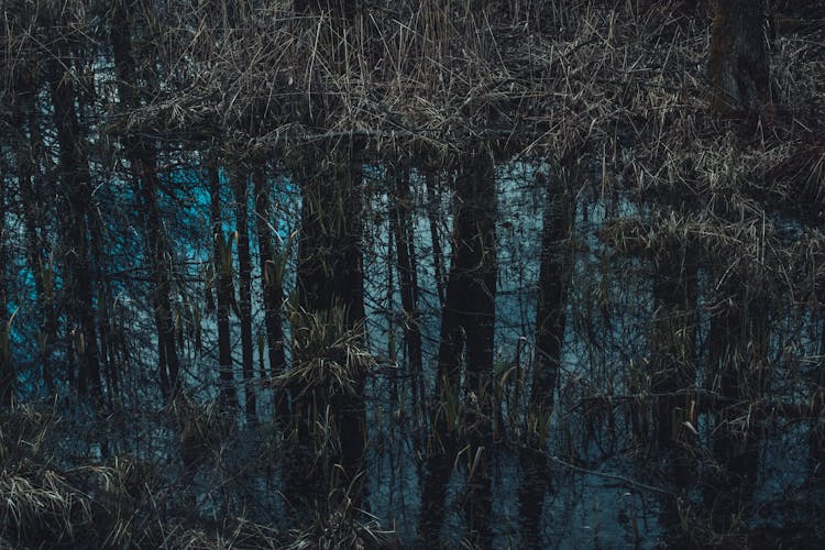 Water And Plants On Swamp