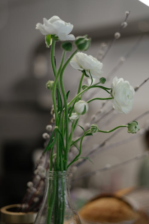 Darmowe zdjęcie z galerii z białe kwiaty, delikatny, flora