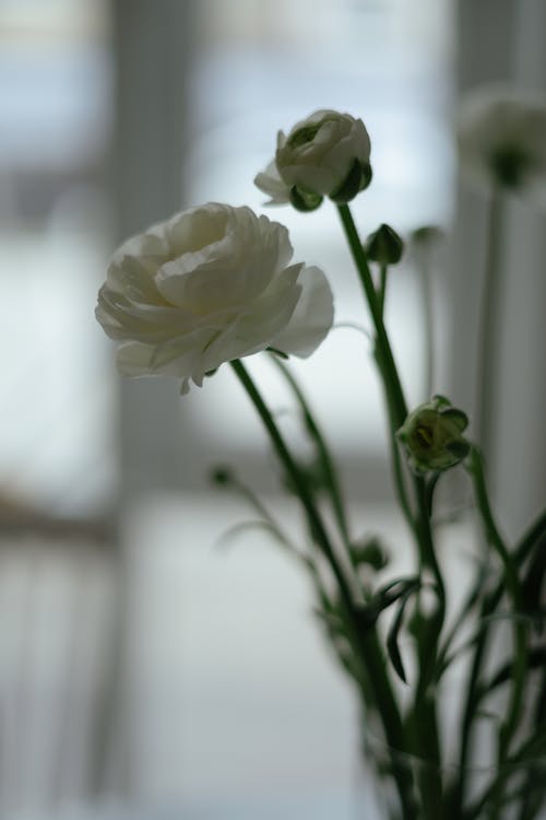 Základová fotografie zdarma na téma detail, jemný, krásný