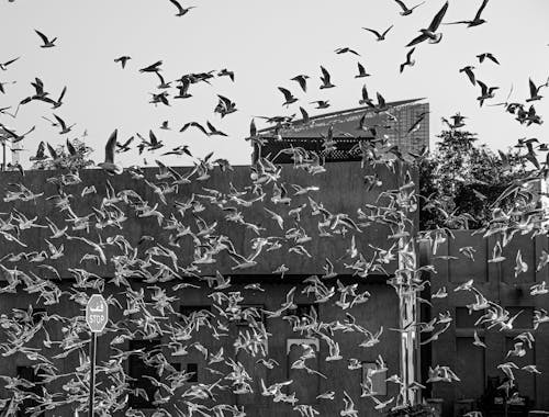 Black and White Photo of Birds Flying Around