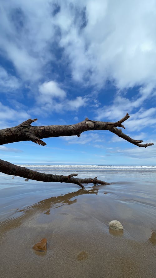 bulutlu gökyüzü, dalgaların karaya attığı odun, deniz kenarı içeren Ücretsiz stok fotoğraf