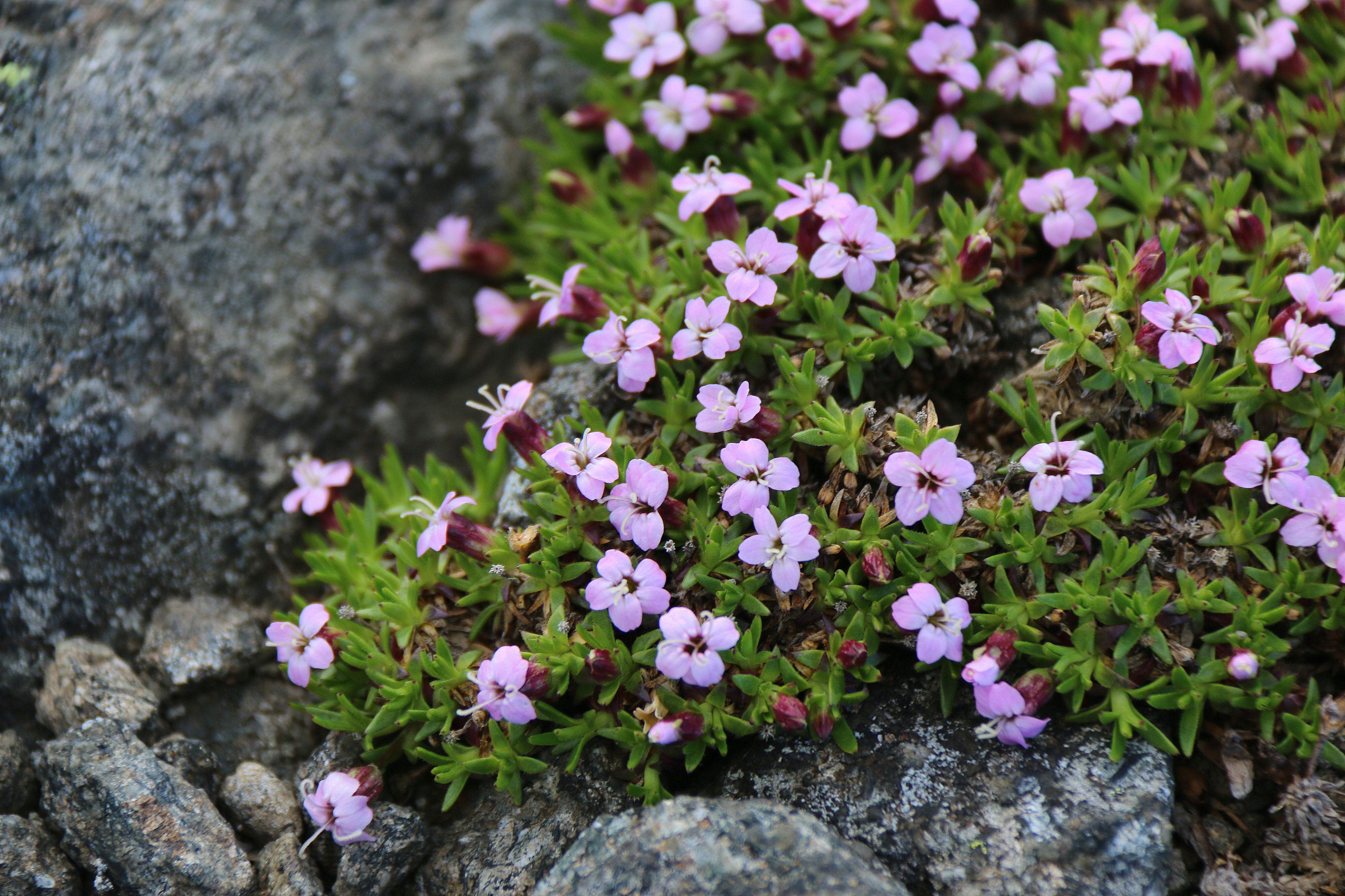 Alpine plant proves Darwin's carnivory theory 150 years on