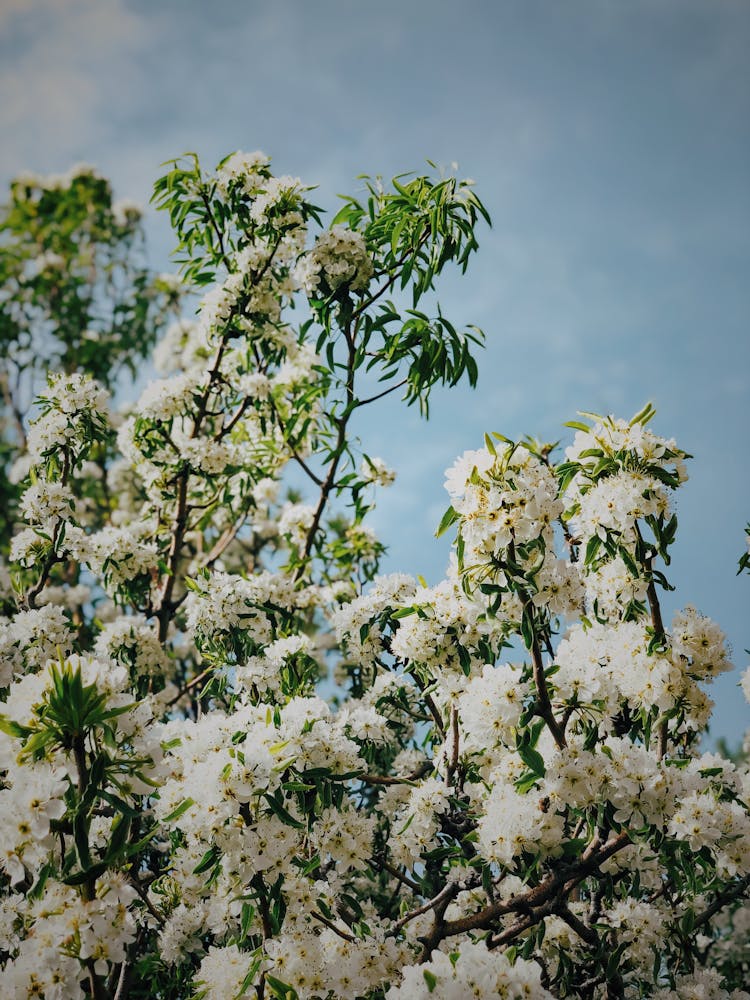 White Flowers And Green Leaves On A Tree