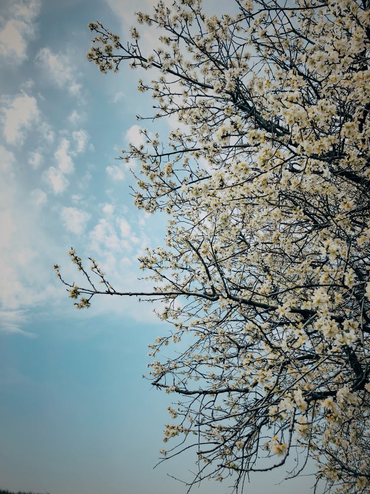 A Tree In Spring