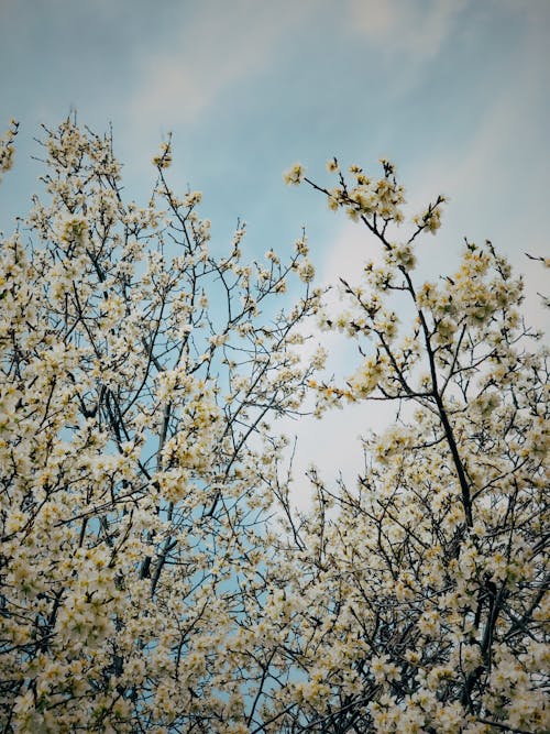 Gratis lagerfoto af blomster, blomsterfotografering, blomstrende