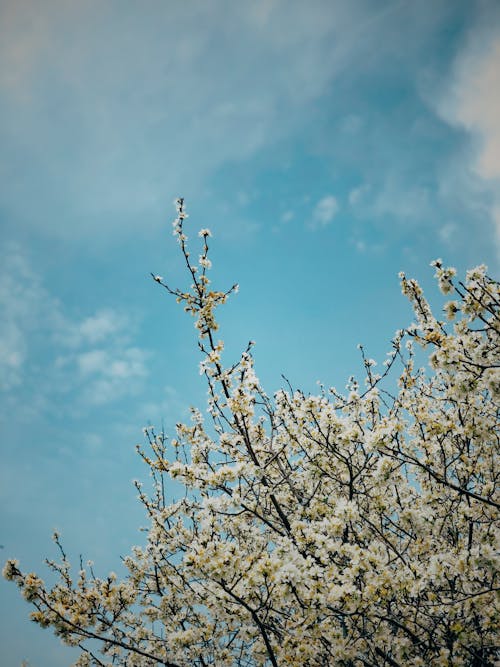 Gratis lagerfoto af blomster, blomsterfotografering, blomstrende