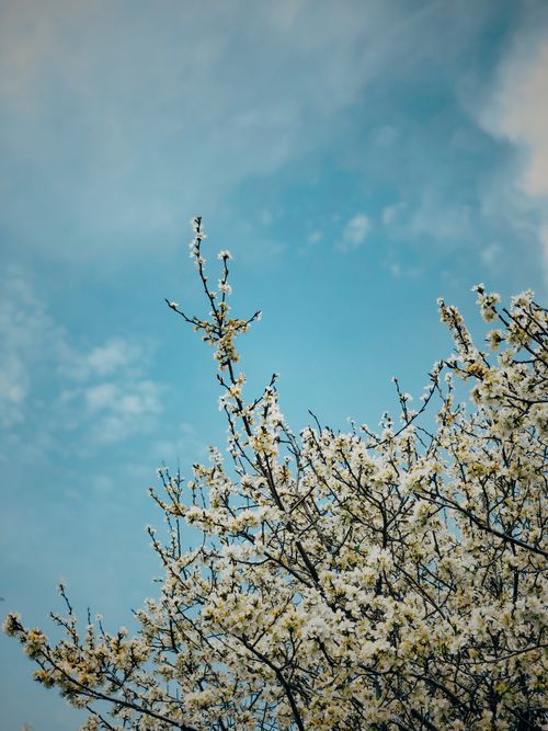 Free Cherry blossom tree blooming under a clear blue sky in Adıyaman, Turkey. Stock Photo