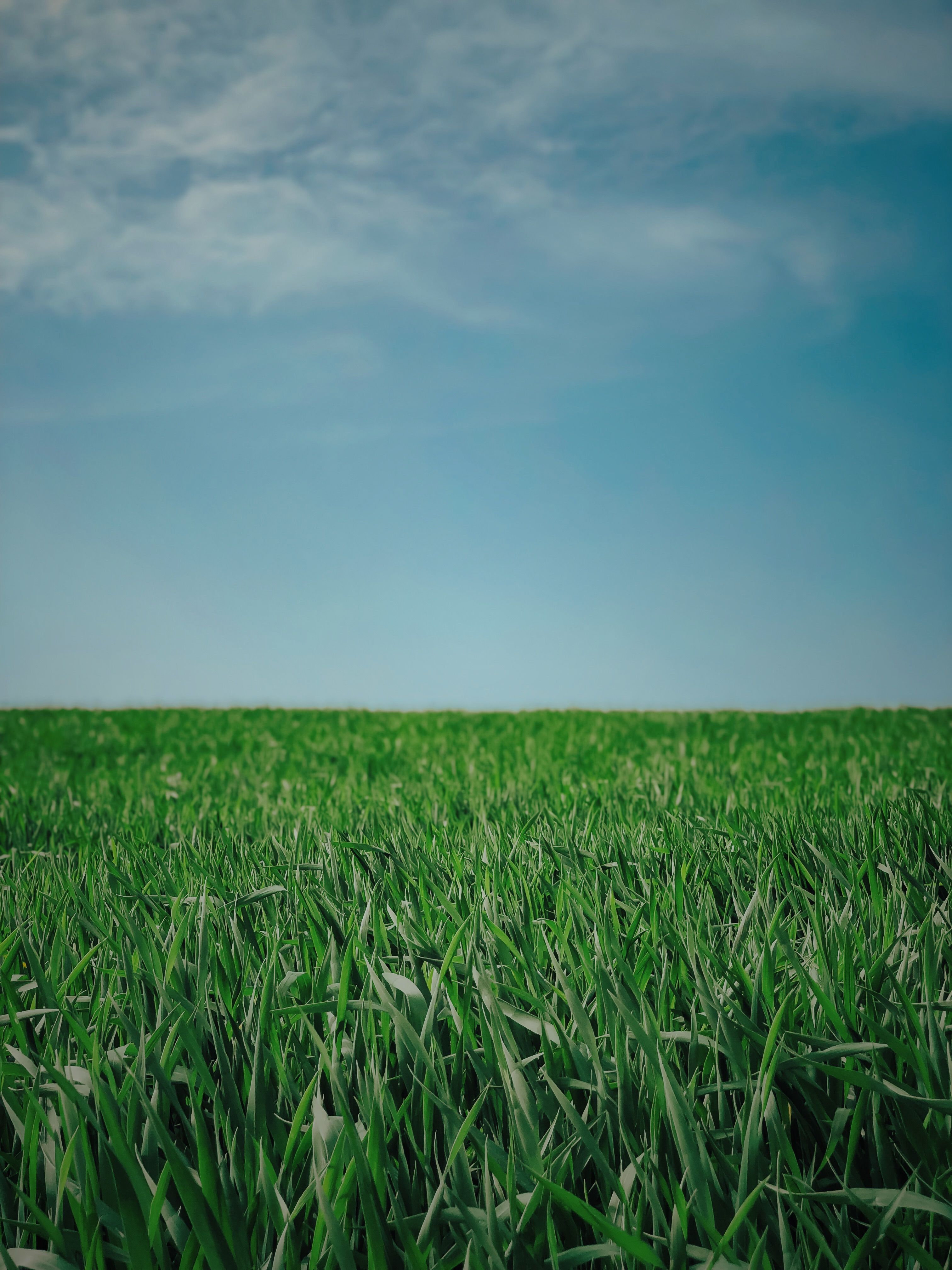 Green Grass Field under the Blue Sky · Free Stock Photo