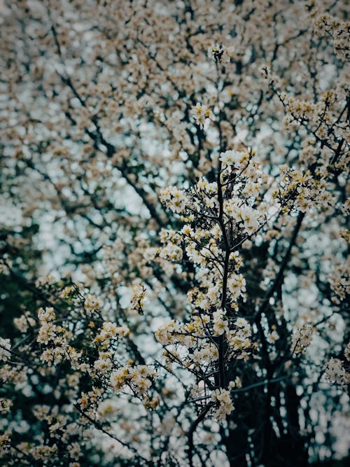 Foto d'estoc gratuïta de arbre florit, creixement, delicat